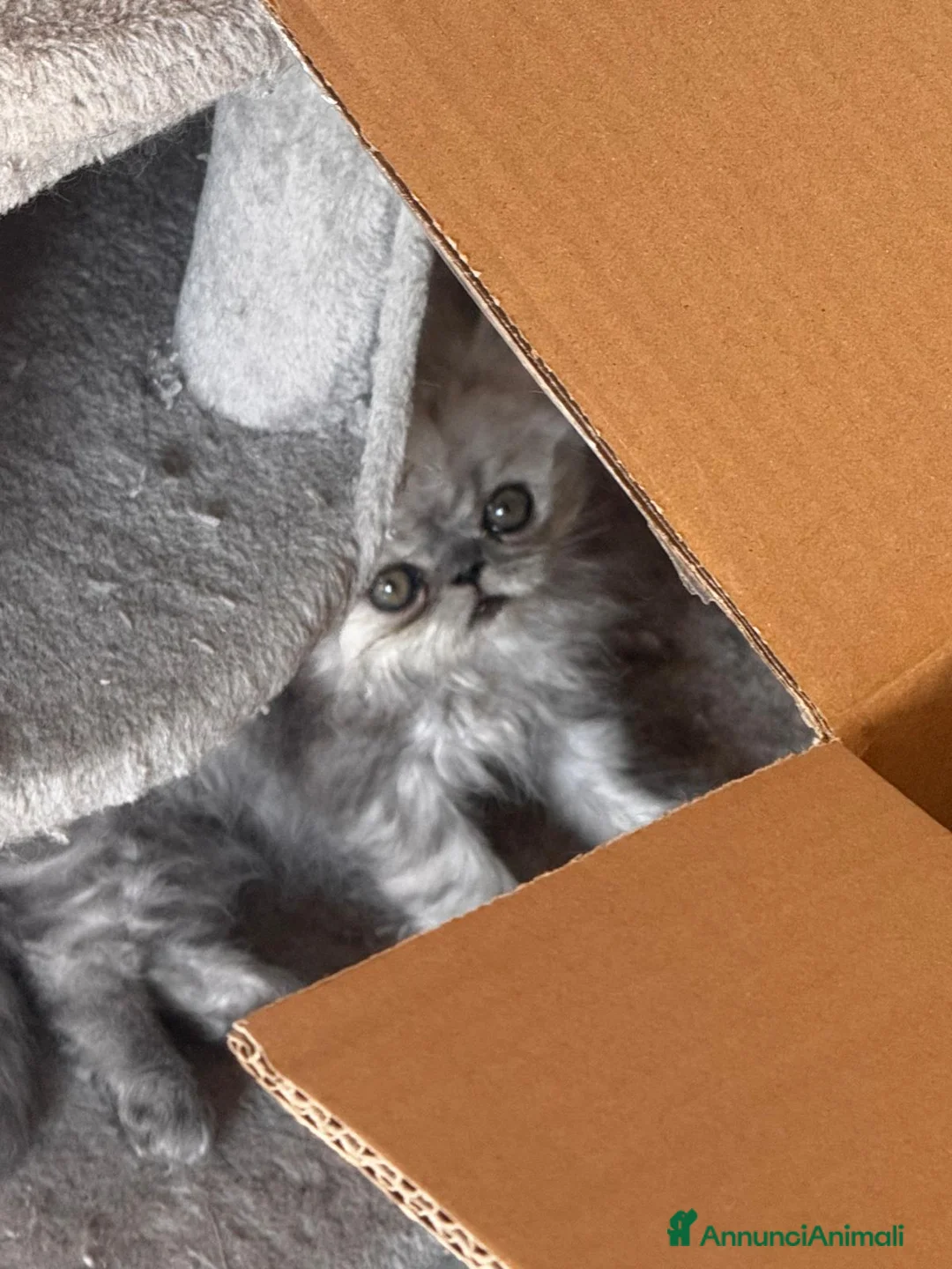 Persiano gatti in vendita: Splendidi Gattini Persiani  - Annuncio 1