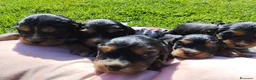 Cocker cani in vendita: Cocker  - Annuncio 10