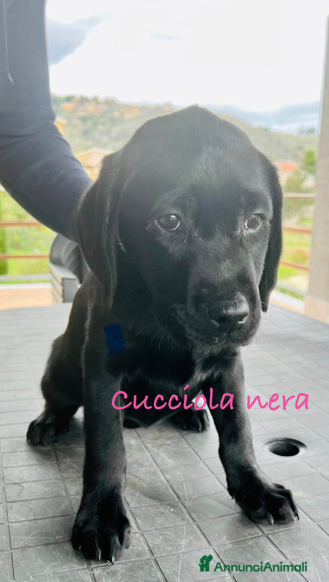 Labrador cani in vendita: Ultimi splendidi cuccioli di Labrador retriever - Annuncio 4