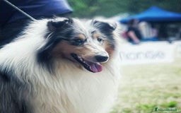 Collie cani in vendita: Collie pastore scozzese  a Provincia di Viterbo - Immagine 13