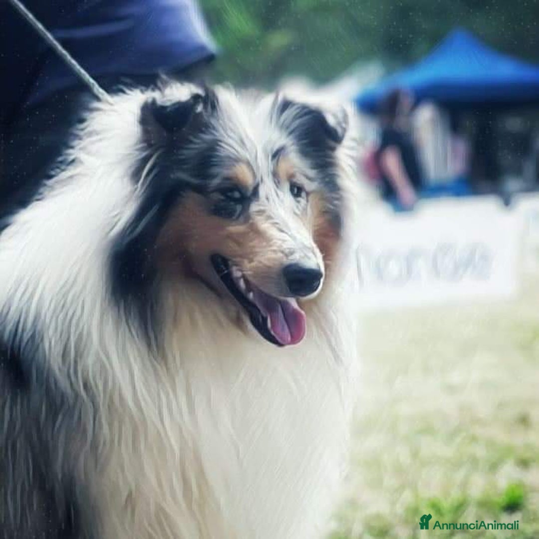 Collie cani in vendita: Collie pastore scozzese  a Provincia di Viterbo - Immagine 13