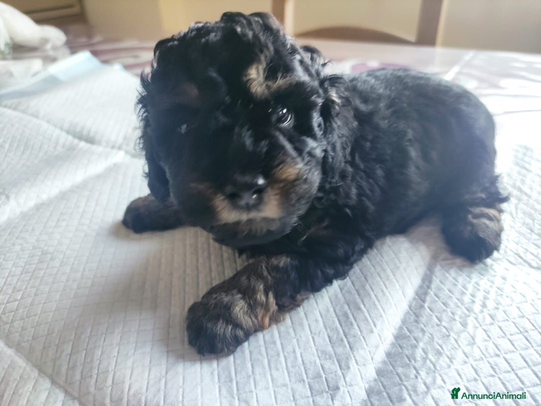 Barboncino Toy cani in vendita: Barboncino Toy Phantom  - Annuncio 5