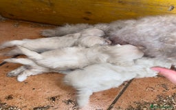 Meticcio cani in vendita: Cuccioli maltipoo - Immagine 1