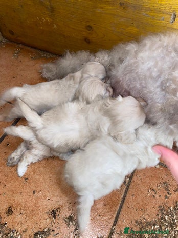 Meticcio cani - Annuncio 2