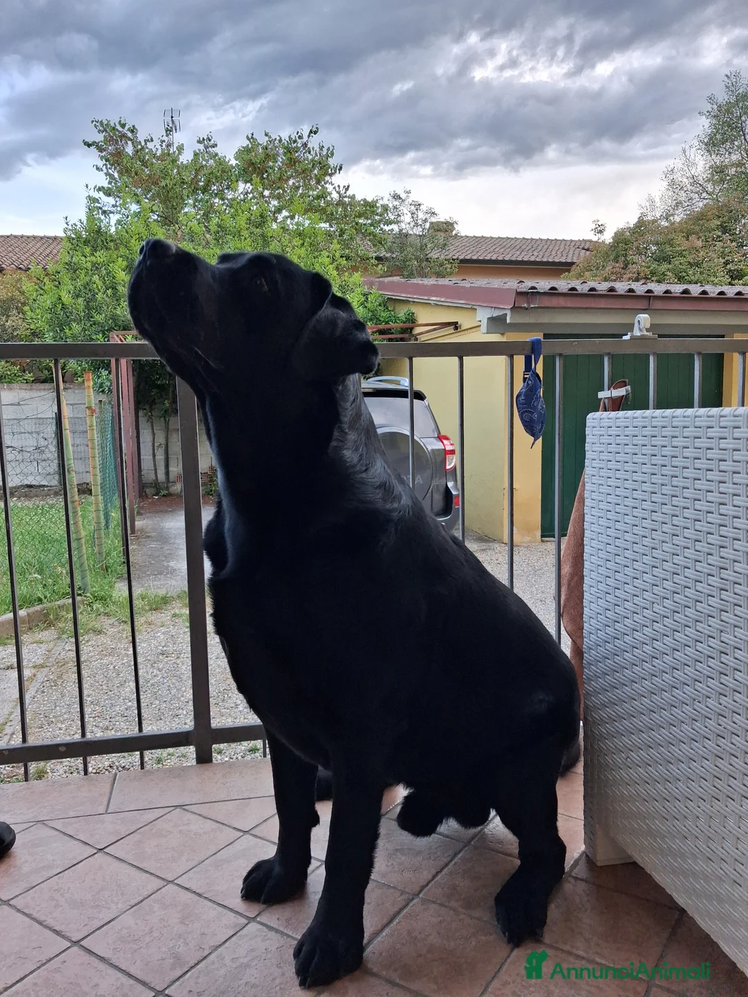 Labrador cani in vendita: Labrador Retriever a Provincia di Piacenza - Annuncio 2