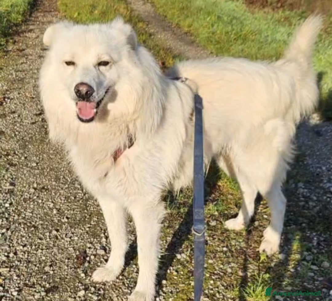 Meticcio cani in regalo: Mix Pastore Svizzero 4anni tg media SOS NOVARA - Annuncio 2