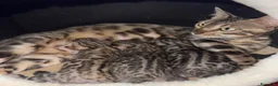 Bengala gatti in vendita: Cuccioli Bengala a Provincia di Cosenza - Annuncio 2