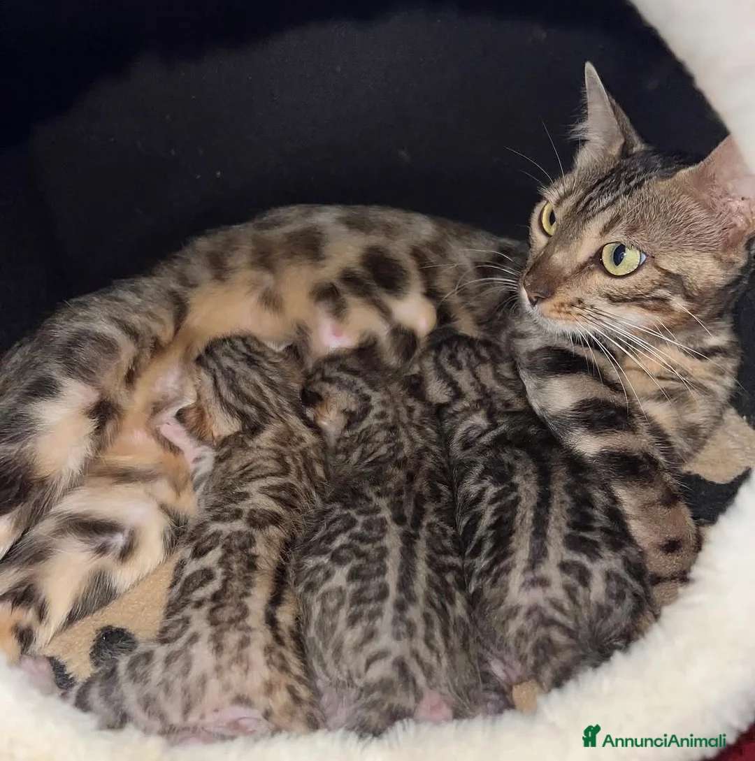 Bengala gatti in vendita: Cuccioli Bengala a Provincia di Cosenza - Annuncio 2