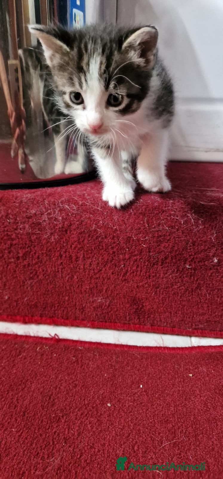 Meticcio gatti in regalo: Felixia e piccoli  - Annuncio 5