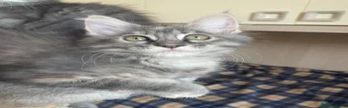 Maine Coon 2