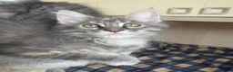 Maine Coon gatti in vendita: Splendidi e coccoloni cuccioli maine coon pedigree - Annuncio 3