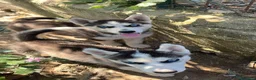 Husky cani in vendita: Siberian Husky  - Annuncio 8