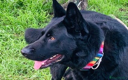 Pastore Tedesco cani per accoppiamento: Cerco pastore tedesco femmina X accoppiamento  a Provincia di Matera - Immagine 8