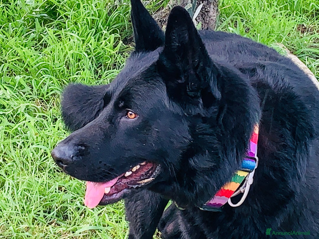 Pastore Tedesco cani per accoppiamento: Cerco pastore tedesco femmina X accoppiamento  a Provincia di Matera - Immagine 8