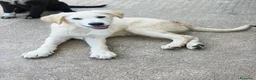 Meticcio cani in regalo: Jonny a Provincia di Alessandria - Annuncio 4