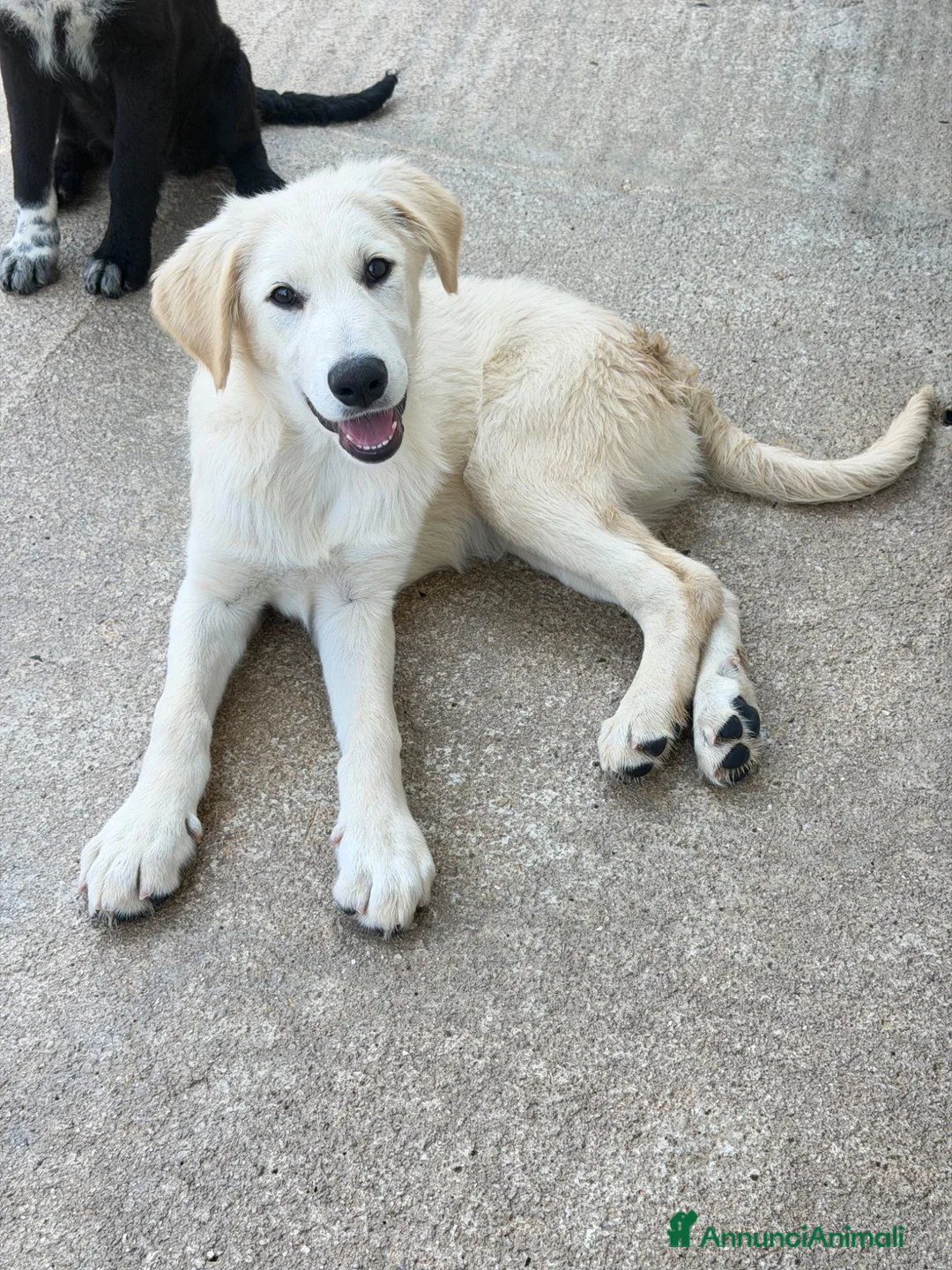 Meticcio cani in regalo: Jonny a Provincia di Alessandria - Annuncio 4