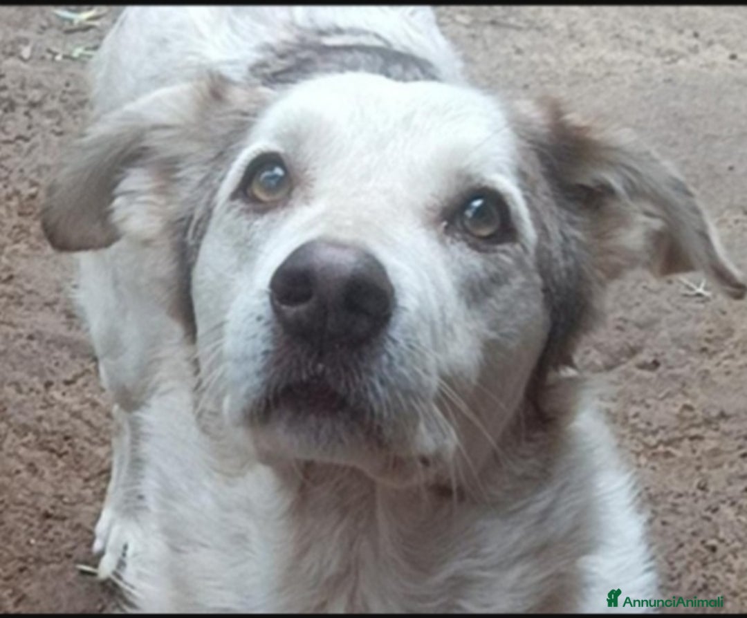 Meticcio cani in regalo: Basilio 4anni salvato da 1lager,buon carattereROMA a Città metropolitana di Milano - Annuncio 3