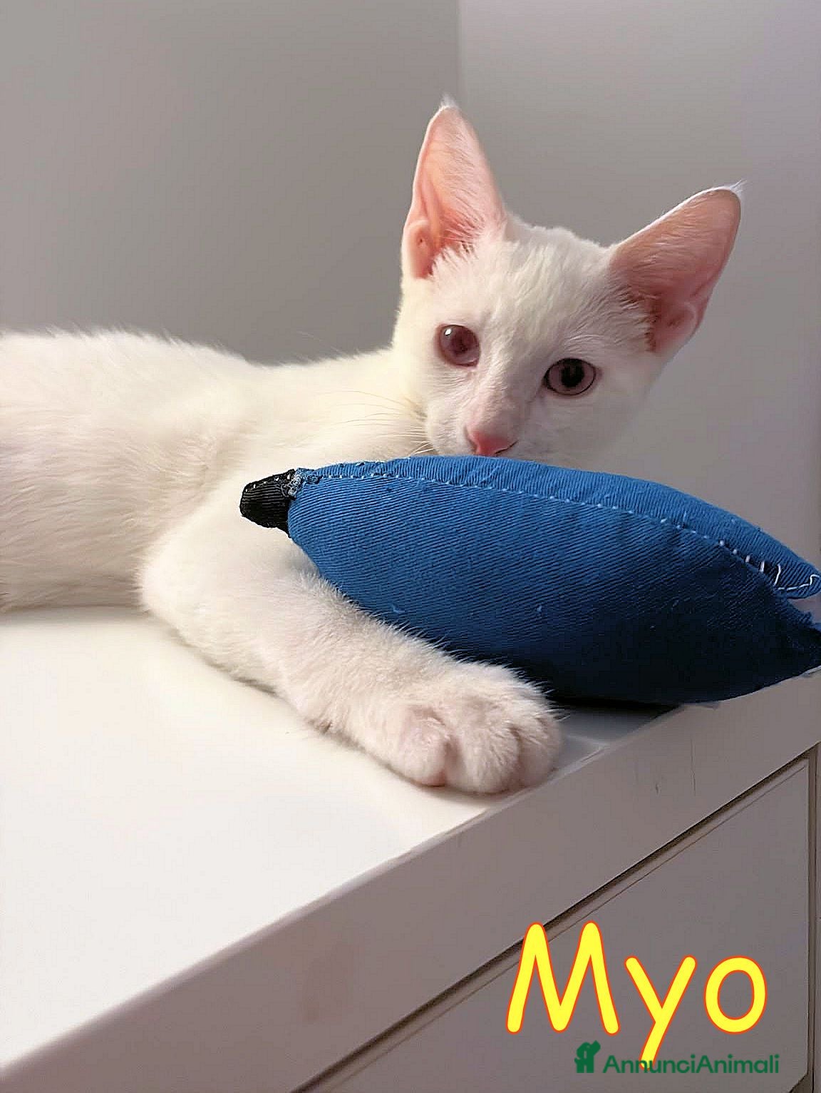 Altre razze gatti MYO GATTINO MERAVIGLIOSO - Annuncio 11