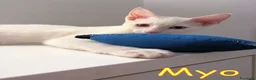 Altre razze gatti in regalo: MYO GATTINO MERAVIGLIOSO a Città metropolitana di Roma Capitale - Annuncio 1