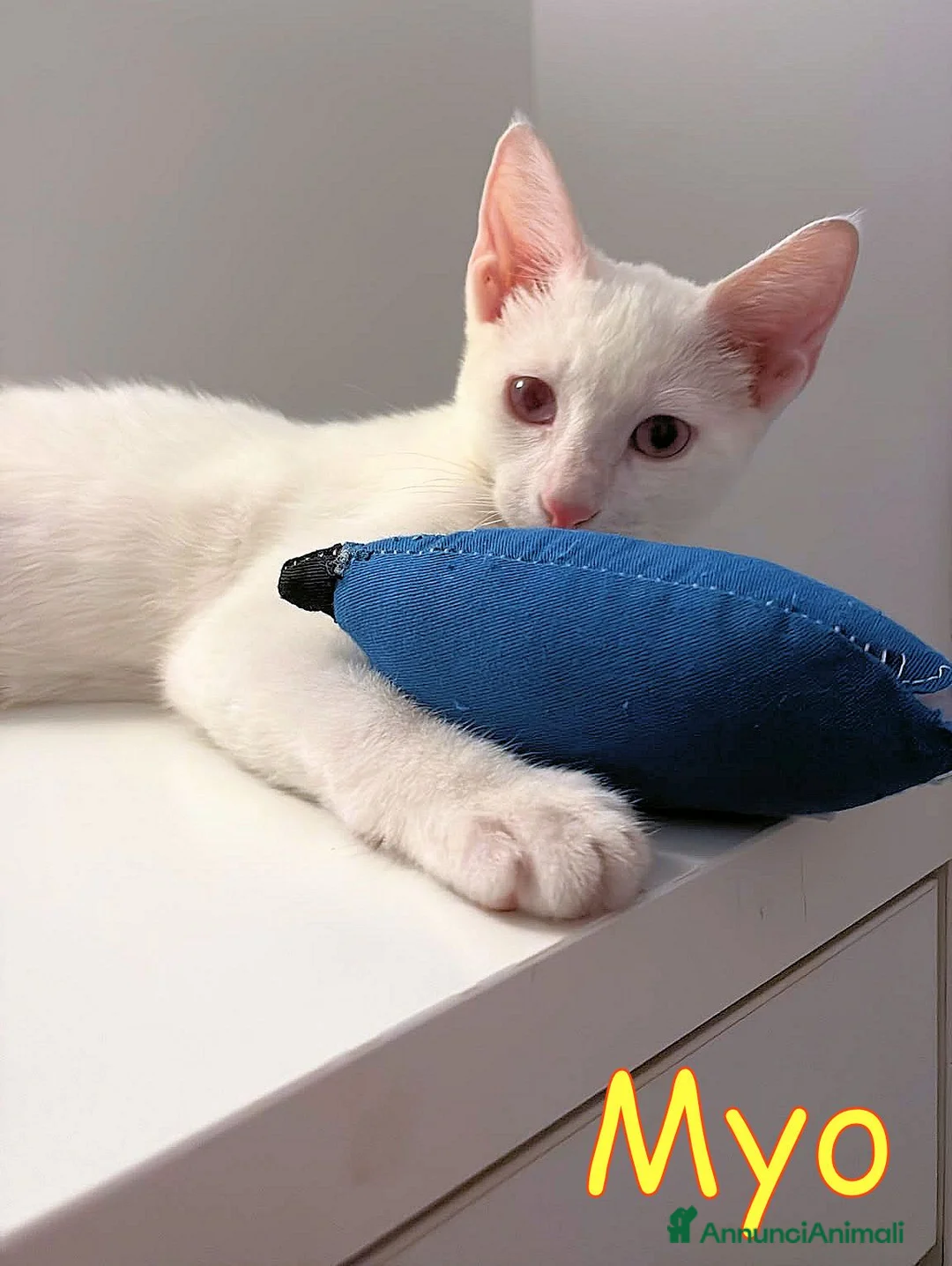 Altre razze gatti in regalo: MYO GATTINO MERAVIGLIOSO a Città metropolitana di Roma Capitale - Annuncio 1