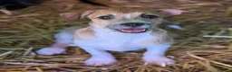 Meticcio cani in regalo: TARA, nanetta super coccolona! TG PICCOLA - Annuncio 8