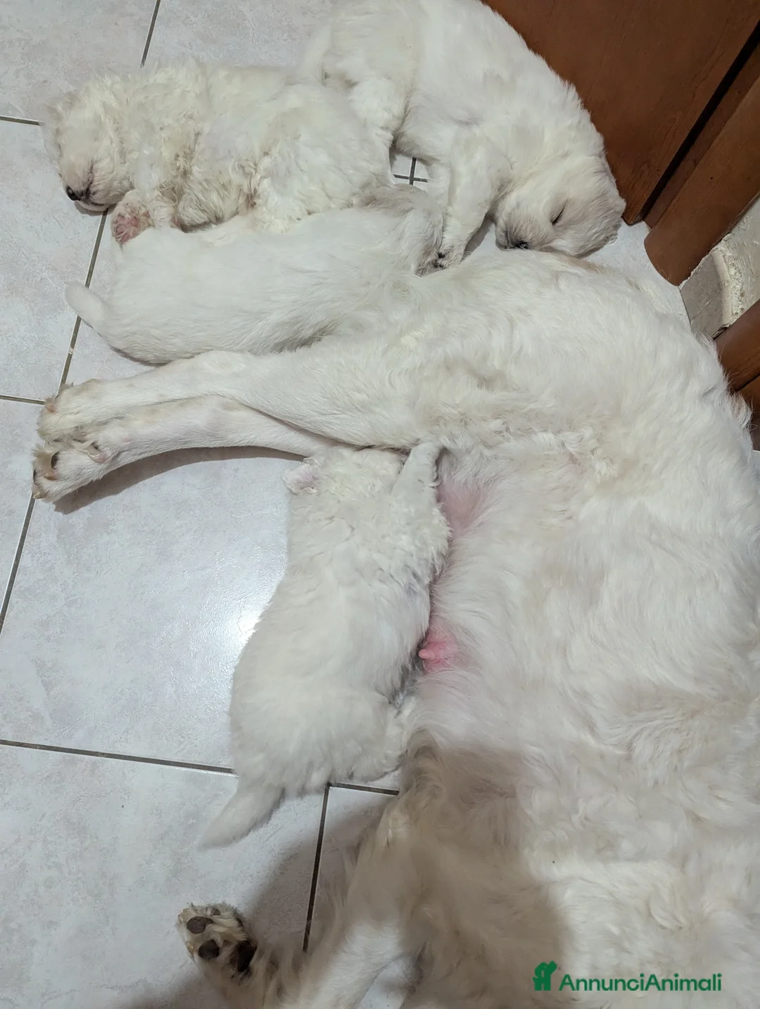 Pastore Maremmano cani in regalo: Cuccioli maremmani - Annuncio 2