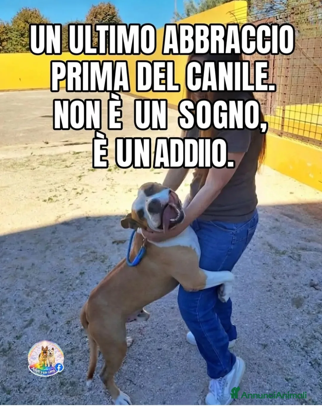 American Staffordshire cani in regalo: Shapo Amstaff 5anni DAL DIVANO AL CANILE!CASERTA  - Annuncio 1