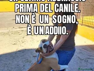 American Staffordshire cani Shapo Amstaff 5anni DAL DIVANO AL CANILE!CASERTA - Annuncio 6
