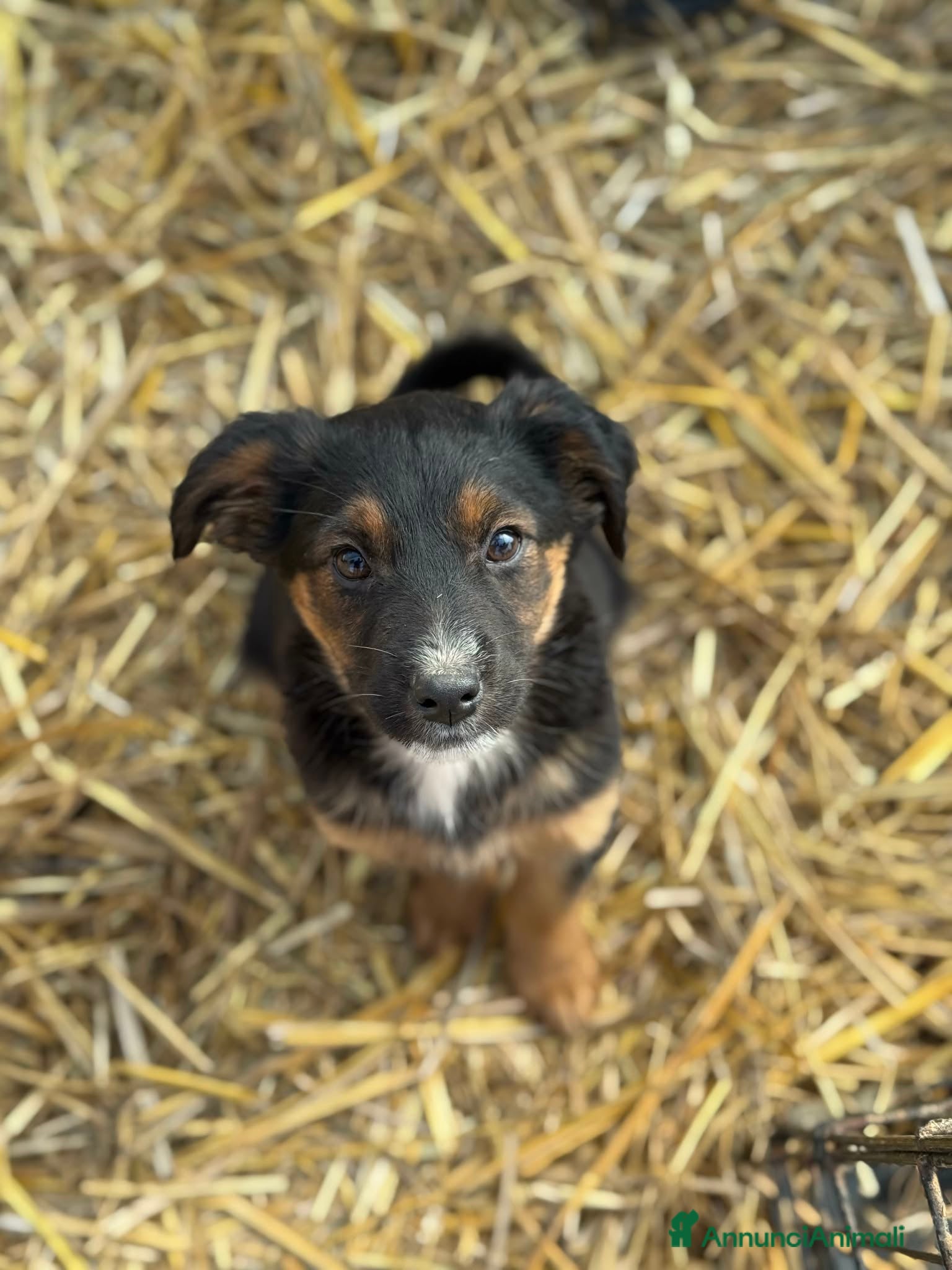 Meticcio cani LANA, tenerissima cucciolotta cerca famiglia. - Annuncio 38