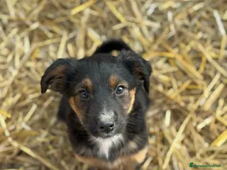 Meticcio cani LANA, tenerissima cucciolotta cerca famiglia. - Annuncio 35