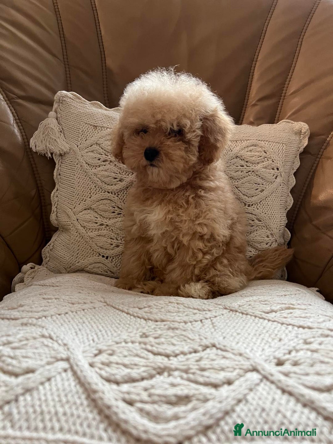 Barboncino Toy cani in vendita: una dolce cucciola da bambola 🎀🐩 - Annuncio 2