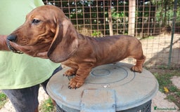 Bassotto cani in vendita: BASSOTTO TEDESCO PELO CORTO  - Annuncio 1