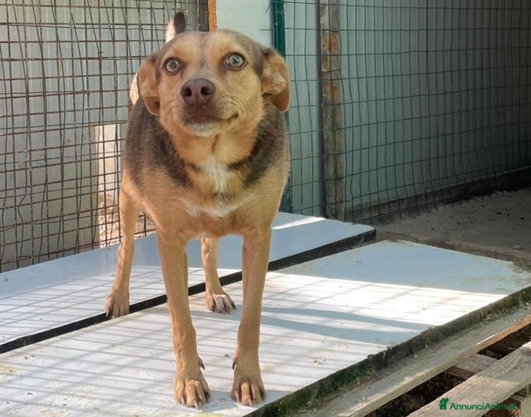 Meticcio cani in regalo: LA PICCOLA E DOLCE BIANCANEVE - Annuncio 6