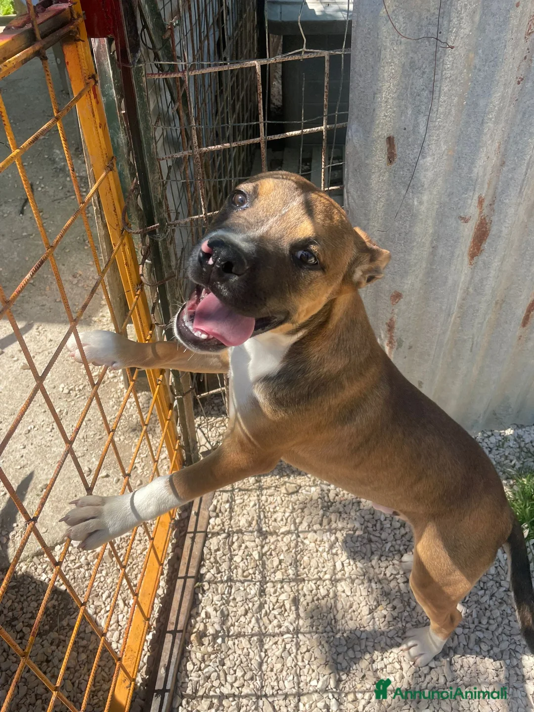 Meticcio cani in regalo: CHOCO ASPETTA TE - Annuncio 1