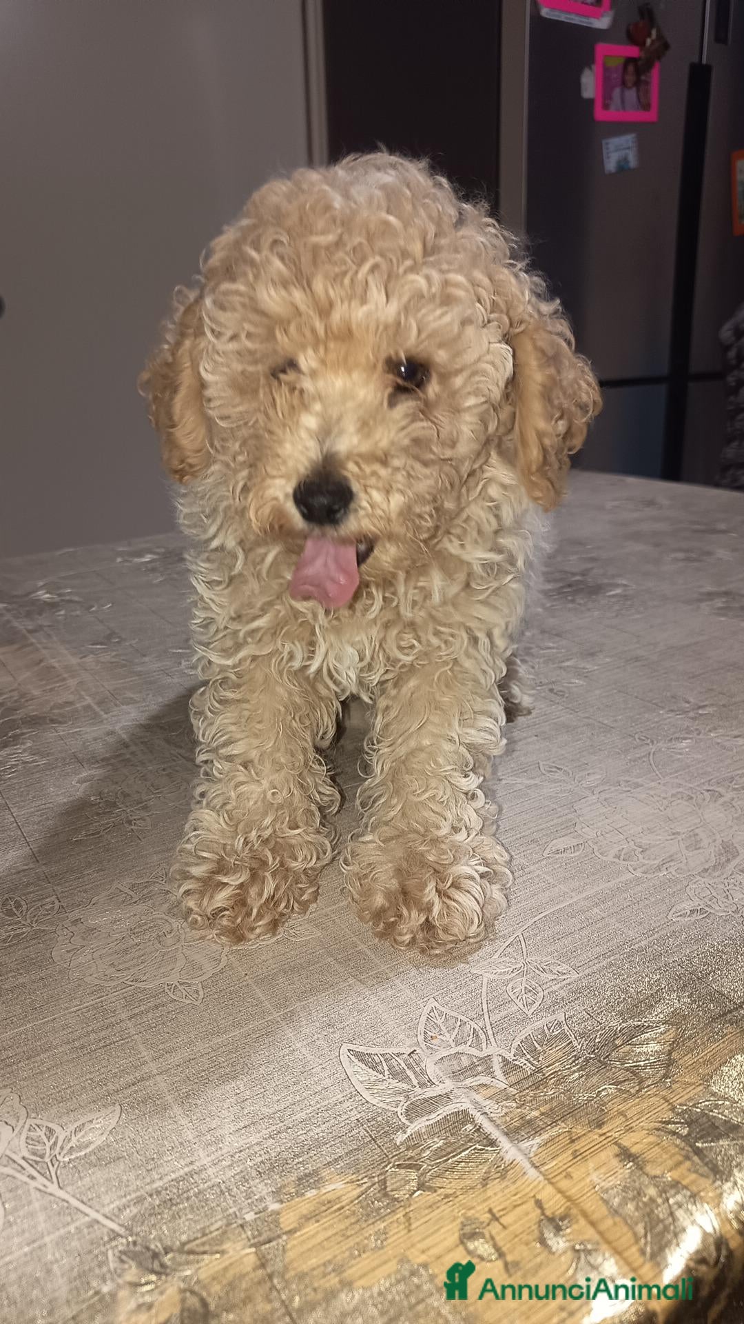 Barboncino cani Barboncino - Annuncio 2
