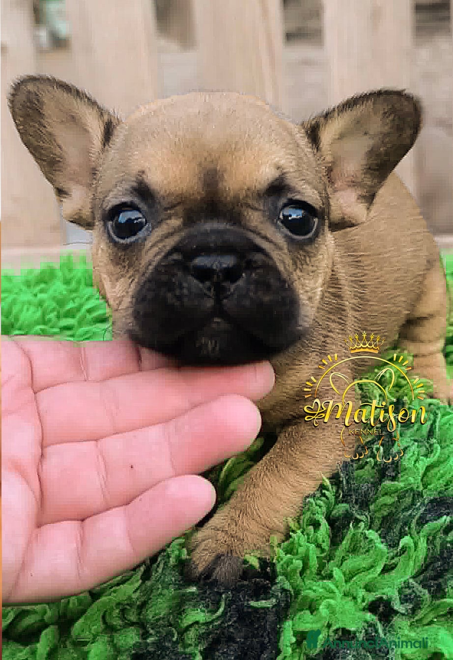 Bulldog Francese cani Cuccioli di Bulldog francese - Annuncio 3
