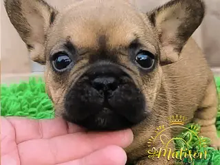 Bulldog Francese cani Cuccioli di Bulldog francese - Annuncio 3