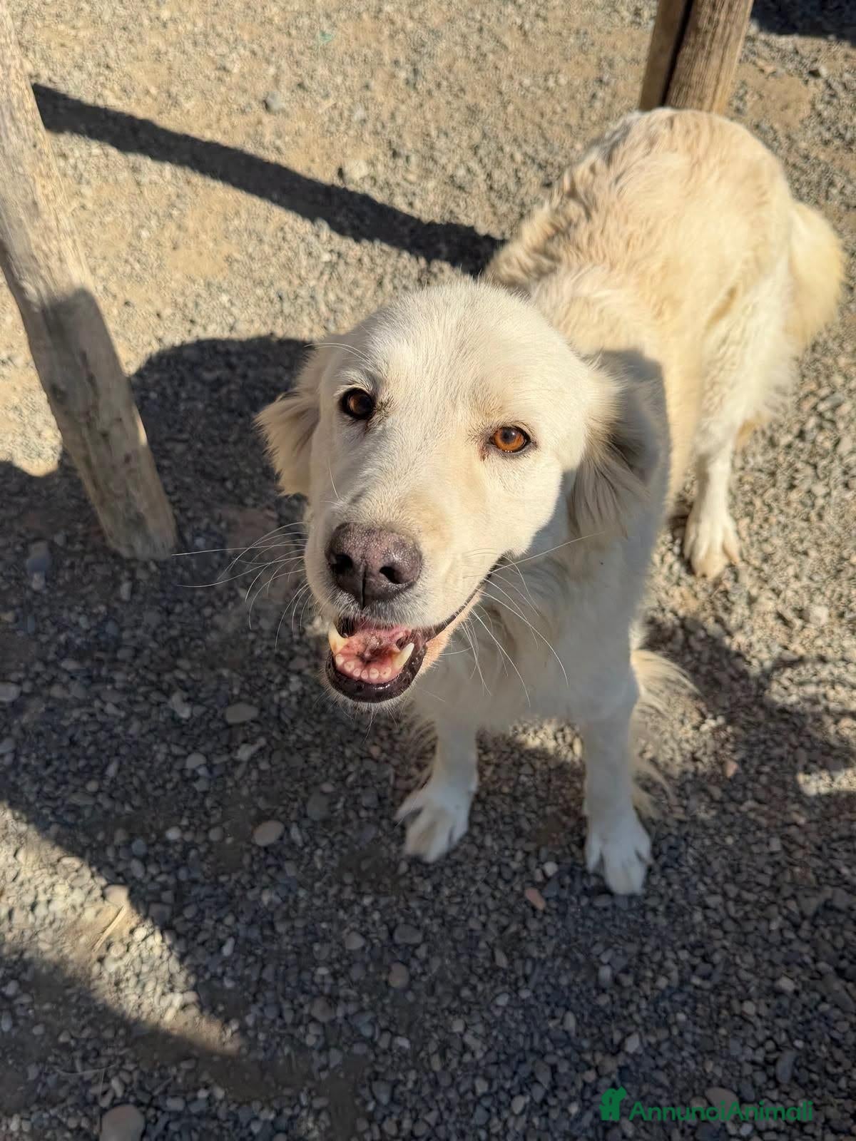 Meticcio cani Lella - Annuncio 6