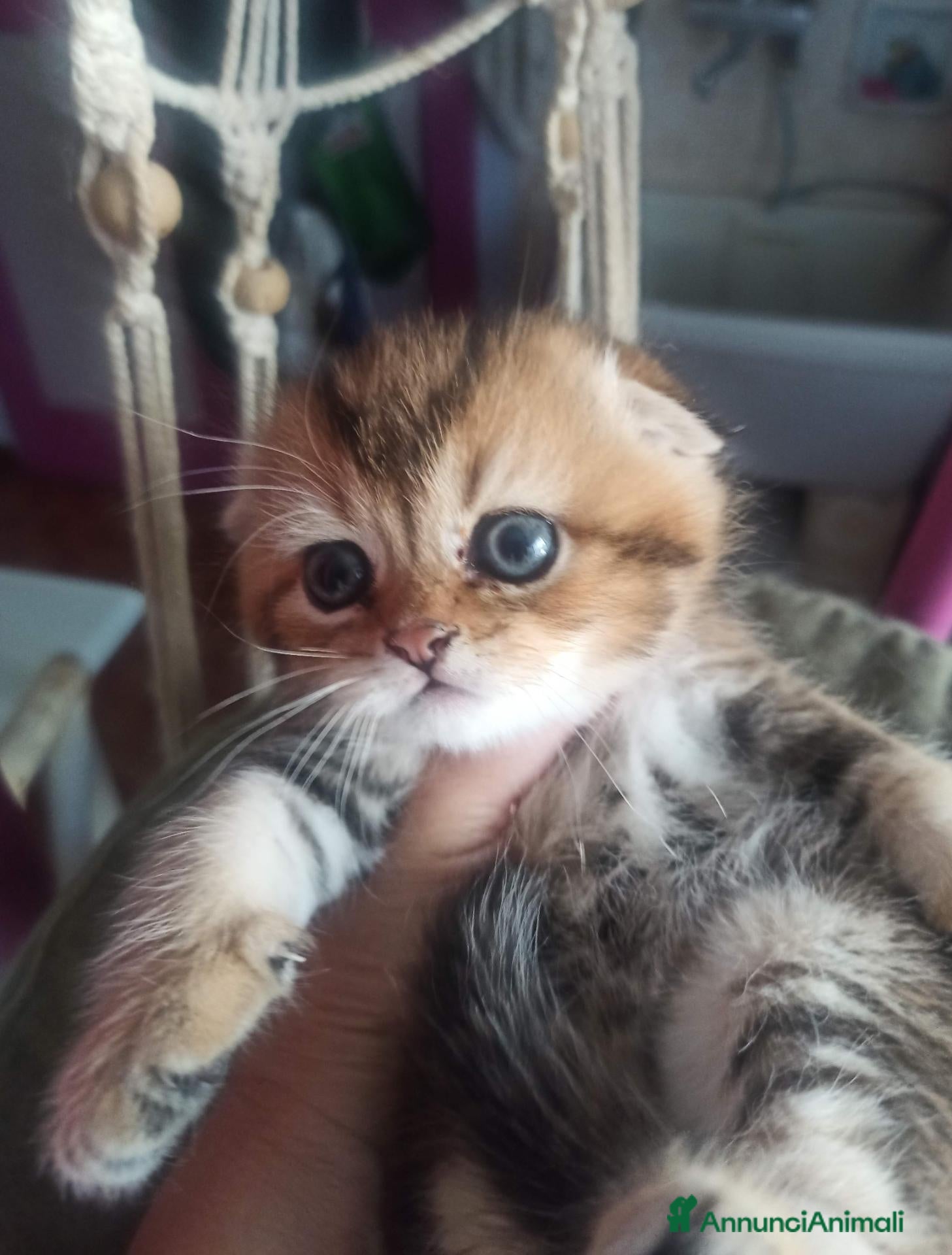 Scottish gatti Scottish disponibili  - Annuncio 14