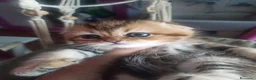 Scottish gatti in vendita: Scottish disponibili  a Provincia di Reggio Emilia - Annuncio 1