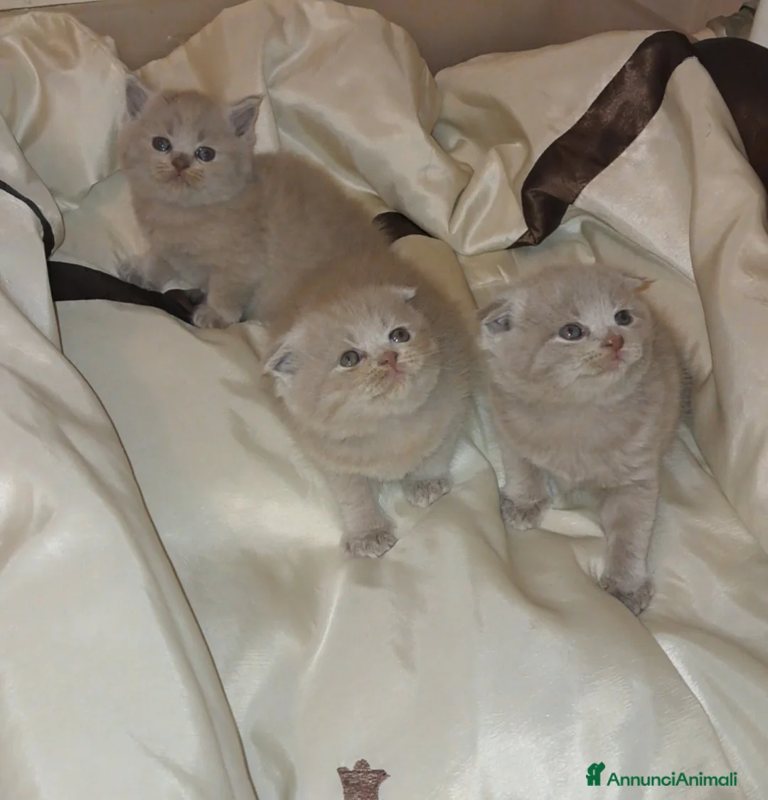 Scottish gatti in vendita: Scottish fold/straight  - Annuncio 1