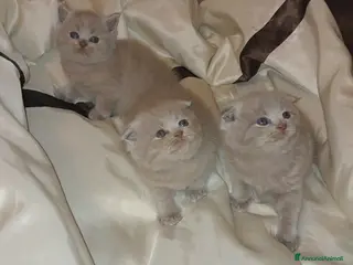 Scottish gatti Scottish fold/straight - Annuncio 24