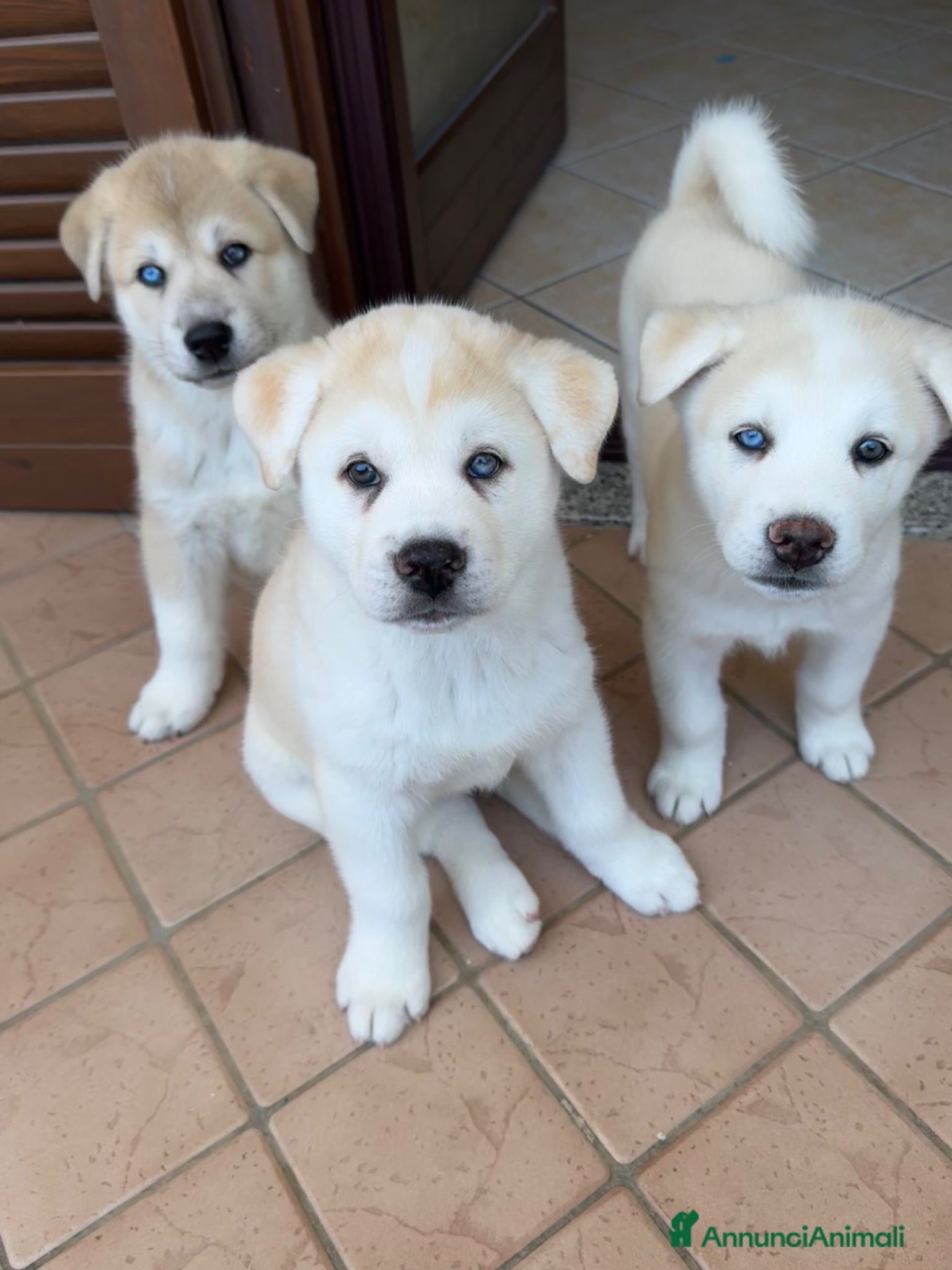 Meticcio cani Cuccioli di Huskita - Annuncio 8