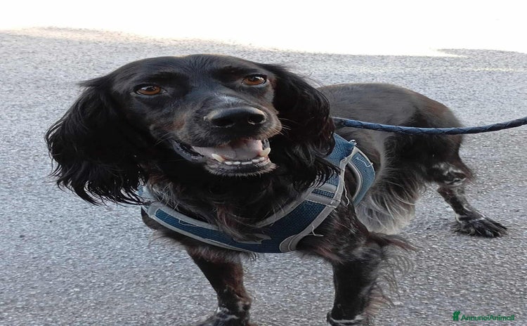 Setter Gordon cani FREE, dolcissimo mix SETTER! Tg MEDIO-CONTENUTA - Annuncio 13