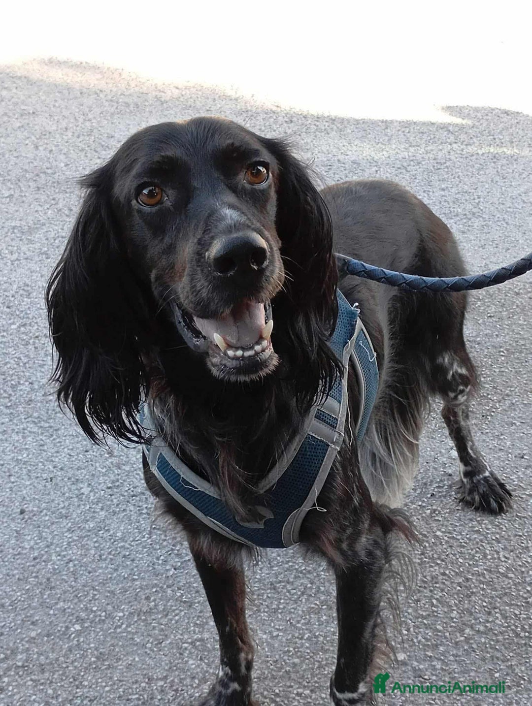 Setter Gordon cani in regalo: FREE, dolcissimo mix SETTER! Tg MEDIO-CONTENUTA - Annuncio 1