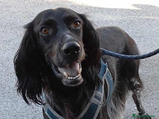 Setter Gordon cani FREE, dolcissimo mix SETTER! Tg MEDIO-CONTENUTA - Annuncio 35