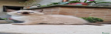 Ragdoll 2
