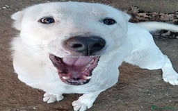Labrador cani in regalo: Heide meravigliosa derivata labrador in adozione a Provincia di Latina - Immagine 6
