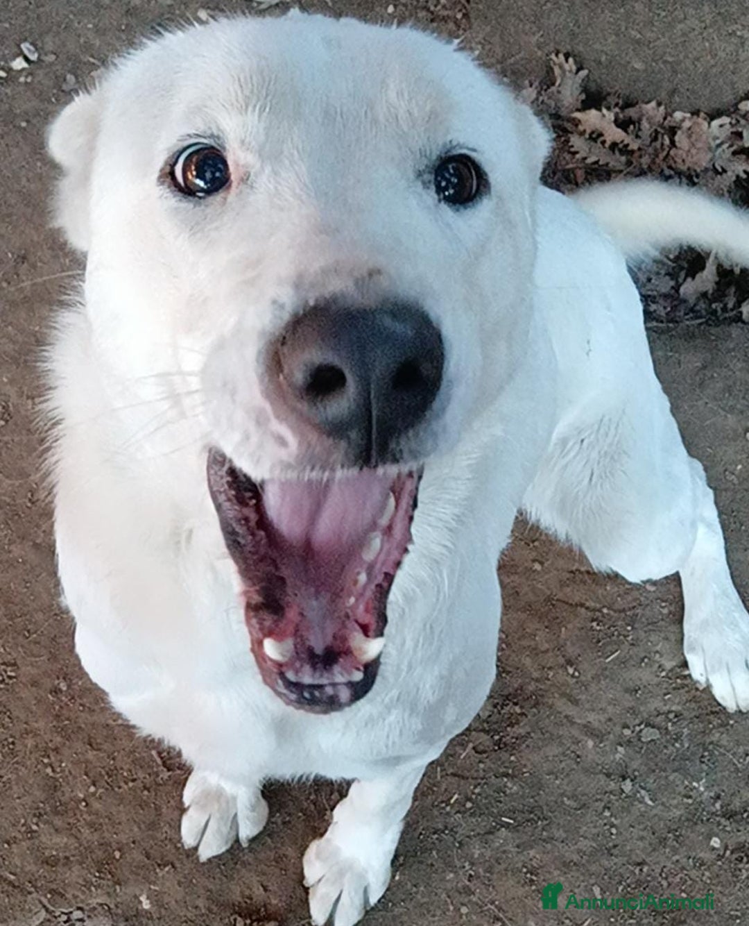 Labrador cani in regalo: Heide meravigliosa derivata labrador in adozione a Provincia di Latina - Immagine 6