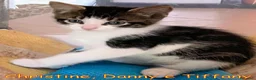 Europeo gatti in regalo: CHRISTIN,  DANNY  E TIFFANY GATTINI PELO LUNGO - Annuncio 4